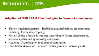 Update on the Sustainable Intensification of Maize-Legume Systems for the Eastern Province of Zambia-Africa RISING (SIMLEZA-AR) Project