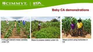 Update on the Sustainable Intensification of Maize-Legume Systems for the Eastern Province of Zambia-Africa RISING (SIMLEZA-AR) Project