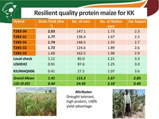Resilient qualityproteinmaize for KK
Hybrid Grain Yield (tha-
1)
No. of ears No. of Rotten
ears
Ear Aspect
T283-34 2.03 147.1 1.73 2.3
T283-31 1.77 138.4 1.67 2.3
T283-35 1.74 148.5 1.55 2.7
T283-32 1.72 124.6 1.89 2.6
T283-33 1.60 162.5 1.98 2.9
Local check 1.11 85.0 2.21 3.3
LISHEH2 0.91 87.6 1.25 3.0
KILIMAQH06 0.41 27.5 1.07 3.6
Grand Mean 1.41 115.2 1.67 2.83
LSD (0.05) 0.44 24.45 3.10 0.40
Attributes
Drought tolerant,
high protein, >50%
yield advantage
 