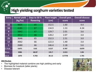 Entry Kernel yield
(kg/ha)
Days to 50 %
flowering
Plant height
(cm)
Overall pest
score
Overall disease
score
15 4605 65 152.5 1.60 4.4
16 4185 67 134.9 1.53 4.34
4 3842 67 129.7 2.01 3.6
3 3812 66 128.2 2.07 3.0
25 3646 65 152.3 2.51 3.0
12 3062 66 122.3 1.40 3.0
1 2680 66 146.4 2.18 5.6
F. Prob 0.871 0.65 0.217 0.787 0.879
Mean 3086 68.87 135.7 2.013 3.96
S.E.D 1070 4.703 30.13 0.7778 1.701
High yielding sorghum varieties tested
Attributes
• The highlighted material combine are high yielding and early
• Biomass for livestock (taller plants)
• Disease tolerant
 