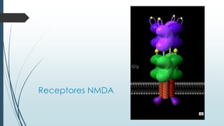 Receptores NMDA
 