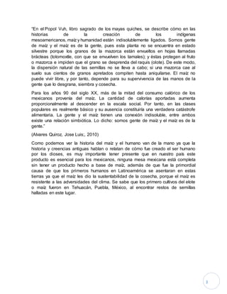 3
“En el Popol Vuh, libro sagrado de los mayas quiches, se describe cómo en las
historias de la creación de los indígenas
mesoamericanos, maíz y humanidad están indisolublemente ligados. Somos gente
de maíz y el maíz es de la gente, pues esta planta no se encuentra en estado
silvestre porque los granos de la mazorca están envueltos en hojas llamadas
brácteas (totomoxtle, con que se envuelven los tamales); y éstas protegen al fruto
o mazorca e impiden que el grano se desprenda del raquis (olote). De este modo,
la dispersión natural de las semillas no se lleva a cabo; si una mazorca cae al
suelo sus cientos de granos apretados compiten hasta aniquilarse. El maíz no
puede vivir libre, y por tanto, depende para su supervivencia de las manos de la
gente que lo desgrana, siembra y cosecha.
Para los años 90 del siglo XX, más de la mitad del consumo calórico de los
mexicanos provenía del maíz. La cantidad de calorías aportadas aumenta
proporcionalmente al descender en la escala social. Por tanto, en las clases
populares es realmente básico y su ausencia constituiría una verdadera catástrofe
alimentaria. La gente y el maíz tienen una conexión indisoluble, entre ambos
existe una relación simbiótica. Lo dicho: somos gente de maíz y el maíz es de la
gente.”
(Alvares Quiroz, Jose Luis;, 2010)
Como podemos ver la historia del maíz y el humano van de la mano ya que la
historia y creencias antiguas hablan o relatan de cómo fue creado el ser humano
por los dioses, es muy importante tener presente que en nuestro país este
producto es esencial para los mexicanos, ninguna mesa mexicana está completa
sin tener un producto hecho a base de maíz, además de que fue la primordial
causa de que los primeros humanos en Latinoamérica se asentaran en estas
tierras ya que el maíz les dio la sustentabilidad de la cosecha, porque el maíz es
resistente a las adversidades del clima. Se sabe que los primero cultivos del elote
o maíz fueron en Tehuacán, Puebla, México, al encontrar restos de semillas
halladas en este lugar.
 