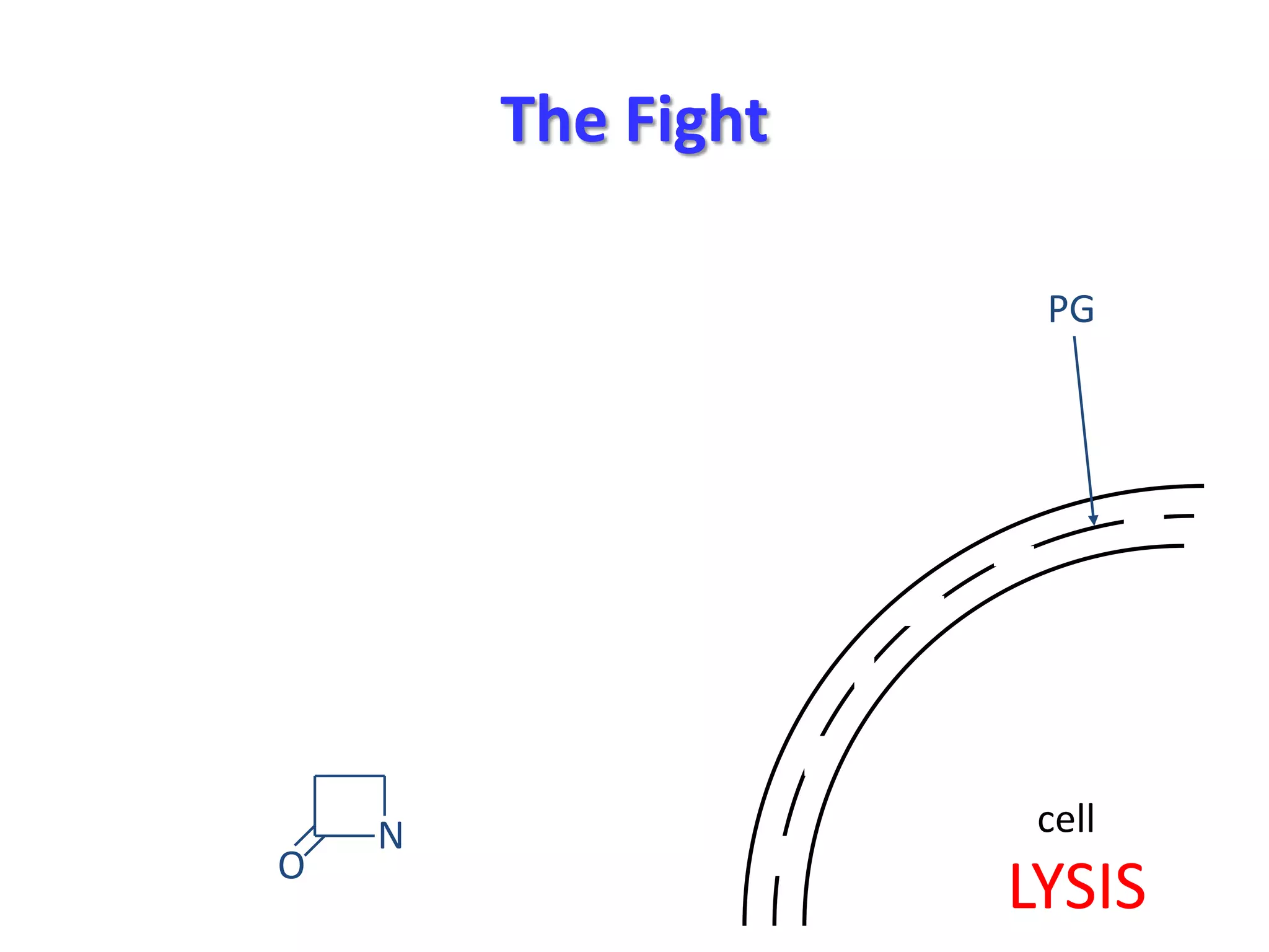 The Fight
PG

O

N

cell

LYSIS

 