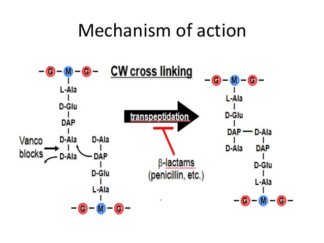 antibiotic 1 of action mechanism lactamases beta antibiotic 1 of action mechanism lactamases beta