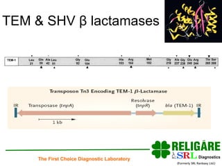 TEM & SHV  β  lactamases 