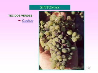 12
SINTOMAS
TECIDOS VERDES
 Cachos
 