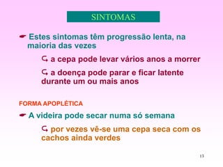 13
SINTOMAS
 Estes sintomas têm progressão lenta, na
maioria das vezes
 a cepa pode levar vários anos a morrer
 a doença pode parar e ficar latente
durante um ou mais anos
FORMA APOPLÉTICA
 A videira pode secar numa só semana
 por vezes vê-se uma cepa seca com os
cachos ainda verdes
 