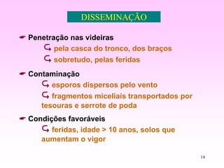 14
DISSEMINAÇÃO
 Penetração nas videiras
 pela casca do tronco, dos braços
 sobretudo, pelas feridas
 Contaminação
 esporos dispersos pelo vento
 fragmentos miceliais transportados por
tesouras e serrote de poda
 Condições favoráveis
 feridas, idade > 10 anos, solos que
aumentam o vigor
 