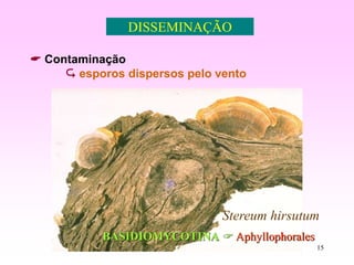 15
 Contaminação
 esporos dispersos pelo vento
DISSEMINAÇÃO
Stereum hirsutum
BASIDIOMYCOTINA  Aphyllophorales
 
