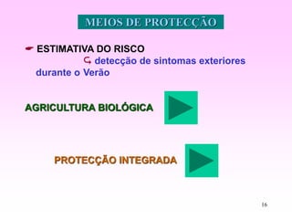 16
MEIOS DE PROTECÇÃO
 ESTIMATIVA DO RISCO
 detecção de sintomas exteriores
durante o Verão
AGRICULTURA BIOLÓGICA
PROTECÇÃO INTEGRADA
 