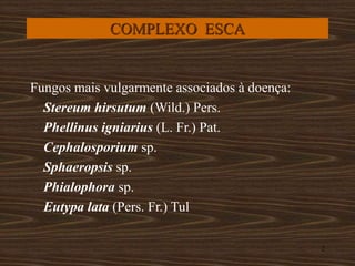 2
COMPLEXO ESCA
Fungos mais vulgarmente associados à doença:
Stereum hirsutum (Wild.) Pers.
Phellinus igniarius (L. Fr.) Pat.
Cephalosporium sp.
Sphaeropsis sp.
Phialophora sp.
Eutypa lata (Pers. Fr.) Tul
 