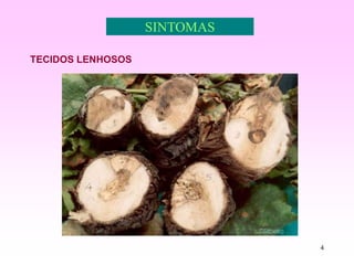 4
SINTOMAS
TECIDOS LENHOSOS
 