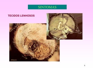 6
SINTOMAS
TECIDOS LENHOSOS
 