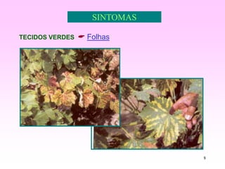 8
SINTOMAS
TECIDOS VERDES  Folhas
 