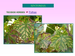 9
SINTOMAS
TECIDOS VERDES  Folhas
 