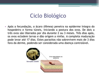 Ciclo Biológico
• Após a fecundação, o ácaro (fêmea) penetra na epiderme íntegra do
hospedeiro e forma túneis, iniciando a postura dos ovos. De dois a
três ovos são liberados por dia durante 2 ou 3 meses. Três dias após,
os ovos eclodem larvas e dão origem a ninfas. A completa maduração
pode levar até 17 dias. Estes parasitos não sobrevivem mais de 3 dias
fora da derme, podendo ser considerada uma doença controlável.
 
