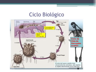 Ciclo Biológico
 