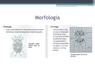 Morfologia
 