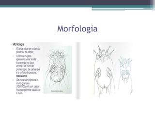 Morfologia
 