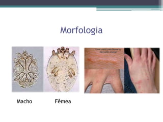Morfologia
Macho Fêmea
 