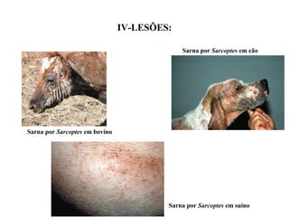 IV-LESÕES:

                                             Sarna por Sarcoptes em cão




Sarna por Sarcoptes em bovino




                                         Sarna por Sarcoptes em suíno
 