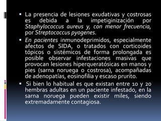  La presencia de lesiones exudativas y costrosas
es debida a la impetiginización por
Staphylococcus aureus y, con menor frecuencia,
por Streptococcus pyogenes.
 En pacientes inmunodeprimidos, especialmente
afectos de SIDA, o tratados con corticoides
tópicos o sistémicos de forma prolongada es
posible observar infestaciones masivas que
provocan lesiones hiperqueratósicas en manos y
pies (sarna noruega o costrosa), acompañadas
de adenopatías, eosinofilia y escaso prurito.
 Si bien lo habitual es que existan entre 10 y 20
hembras adultas en un paciente infestado, en la
sarna noruega pueden existir miles, siendo
extremadamente contagiosa.
 