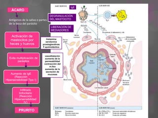 ÁCARO
Antígenos de la saliva o partes
de la boca del parásito
Activación de
mastocitos por
heces y huevos
Evita multiplicación de
parásitos
Aumento de IgE
(Reacción
Hipersensibilidad Tipo I)
Infiltrado
linfocitario
(Reacción
Hipersensibilidad
IV)
PRURITO
IgE
DEGRANULACIÓN
DEL MASTOCITO
LIBERACION DE
MEDIADORES
histamina
serotonina
prostaglandinas
F.quimiotáctico
vasodilatación
aumento de la
permeabilidad
contracción del
m.liso
aumento de la
secreción de
mucosas
 