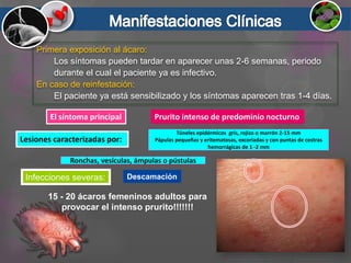 Prurito intenso de predominio nocturnoEl síntoma principal
Lesiones caracterizadas por:
Infecciones severas: Descamación
Primera exposición al ácaro:
Los síntomas pueden tardar en aparecer unas 2-6 semanas, periodo
durante el cual el paciente ya es infectivo.
En caso de reinfestación:
El paciente ya está sensibilizado y los síntomas aparecen tras 1-4 días.
15 - 20 ácaros femeninos adultos para
provocar el intenso prurito!!!!!!!
Túneles epidérmicos gris, rojizo o marrón 2-15 mm
Pápulas pequeñas y eritematosas, excoriadas y con puntas de costras
hemorrágicas de 1 -2 mm
Ronchas, vesículas, ámpulas o pústulas
 