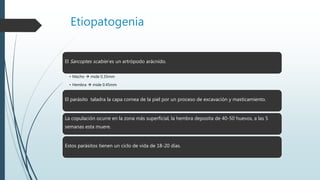 Etiopatogenia
El Sarcoptes scabiei es un artrópodo arácnido.
• Macho  mide 0.35mm
• Hembra  mide 0.45mm
El parásito taladra la capa cornea de la piel por un proceso de excavación y masticamiento.
La copulación ocurre en la zona más superficial, la hembra deposita de 40-50 huevos, a las 5
semanas esta muere.
Estos parásitos tienen un ciclo de vida de 18-20 días.
 