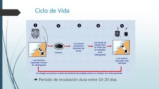 Ciclo de Vida
 Periodo de incubación dura entre 10-20 días
 