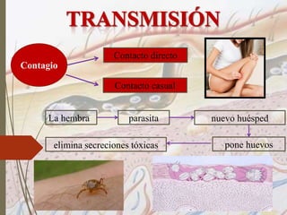 Contagio
Contacto directo
Contacto casual
La hembra parasita nuevo huésped
pone huevoselimina secreciones tóxicas
 