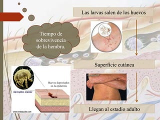 Tiempo de
sobrevivencia
de la hembra.
Las larvas salen de los huevos
Superficie cutánea
Llegan al estadio adulto
Huevos depositados
en la epidermis
 