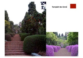 Templet de Linné
 