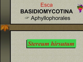 Stereum hirsutum
Esca
BASIDIOMYCOTINA
 Aphyllophorales
 