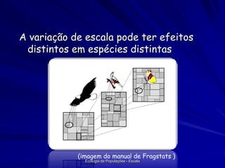 A variação de escala pode ter efeitos
distintos em espécies distintas

(imagem do manual de Fragstats )
Ecologia de Populações - Escala

 