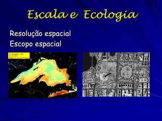 Escala e Ecologia
Resolução espacial
Escopo espacial

 