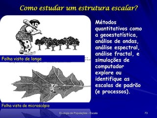 Como estudar um estrutura escalar?

Folha visto de longe

Métodos
quantitativos como
a geoestatística,
análise de ondas,
análise espectral,
análise fractal, e
simulações de
computador
explore ou
identifique as
escalas de padrão
(e processos).

Folha visto de microscópio
Ecologia de Populações - Escala

73

 