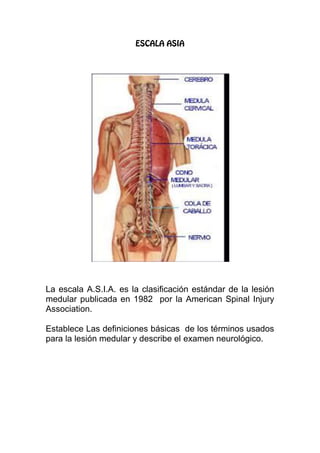 La escala A.S.I.A. es la clasificación estándar de la lesión
medular publicada en 1982 por la American Spinal Injury
Association.
Establece Las definiciones básicas de los términos usados
para la lesión medular y describe el examen neurológico.
 