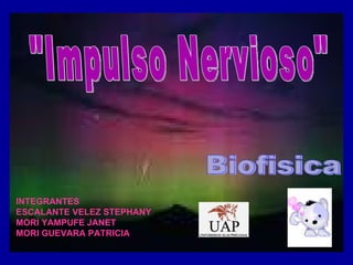 &quot;Impulso Nervioso&quot; Biofisica  INTEGRANTES ESCALANTE VELEZ STEPHANY  MORI YAMPUFE JANET  MORI GUEVARA PATRICIA  