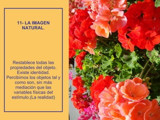 11- LA IMAGEN NATURAL . Restablece todas las propiedades del objeto. Existe identidad. Percibimos los objetos tal y como son, sin más mediación que las variables físicas del estímulo.(La realidad) 