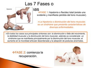 Las 7 Fases o
                     Etapas
                                   FASE 1: hipotonía o flacidez total (existe una
                                  evidente y manifiesta pérdida del tono muscular).

                                   La hipotonía o disminución del tono muscular,
                                   es un síndrome que presenta características de
                                               diversas enfermedades.

En todos los casos sus principales síntomas son: la disminución o falta del movimiento,
 la debilidad muscular y la disminución del tono muscular, además es considerada un
  síndrome que se manifiesta principalmente por la disminución del tono muscular, el
 aumento en la movilidad articular desordenada y la adopción de posturas anormales.




       FASE 2: comienza la
          recuperación.
 
