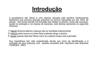 Introdução
A escaldadura das folhas é uma doença causada pela bactéria Xanthomonas
albilineans que provoca grandes prejuízos na lavoura calculadas em ate 100% de
perdas. Isto ocorre devido má formação dos toletes no plantio, morte das touceiras,
queda na produção e na riqueza de sacarose, esta doença apresenta os seguintes
sintomas.
1º latente Sintoma latente a doença não se manifesta exteriormente
2º crônica estria branca no limbo foliar podendo atingir a bainha
3º aguda queima total das folhas como se a planta tivesse sido queimada
Sua importância tem sido subestimada devido aos erros de identificação e á
confusão de seus prejuízos com aqueles causados pelo raquitismo das soqueiras
(TOKESHI, 1997).
 