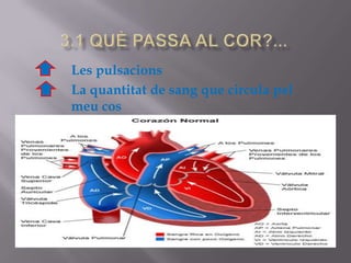 3.1 quèpassa al cor?...Les pulsacionsLa quantitat de sang que circula pelmeucos