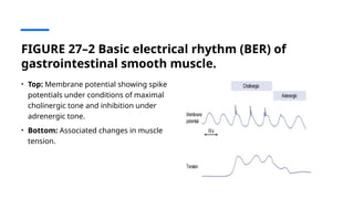 Comprehensive Overview of Gastrointestinal Motility and Its ...