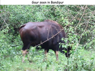 Gaur seen in Bandipur
 