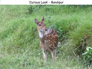 ‘Curious Look’ - Bandipur
 