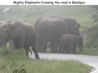 Mighty Elephants Crossing the road in Bandipur
 
