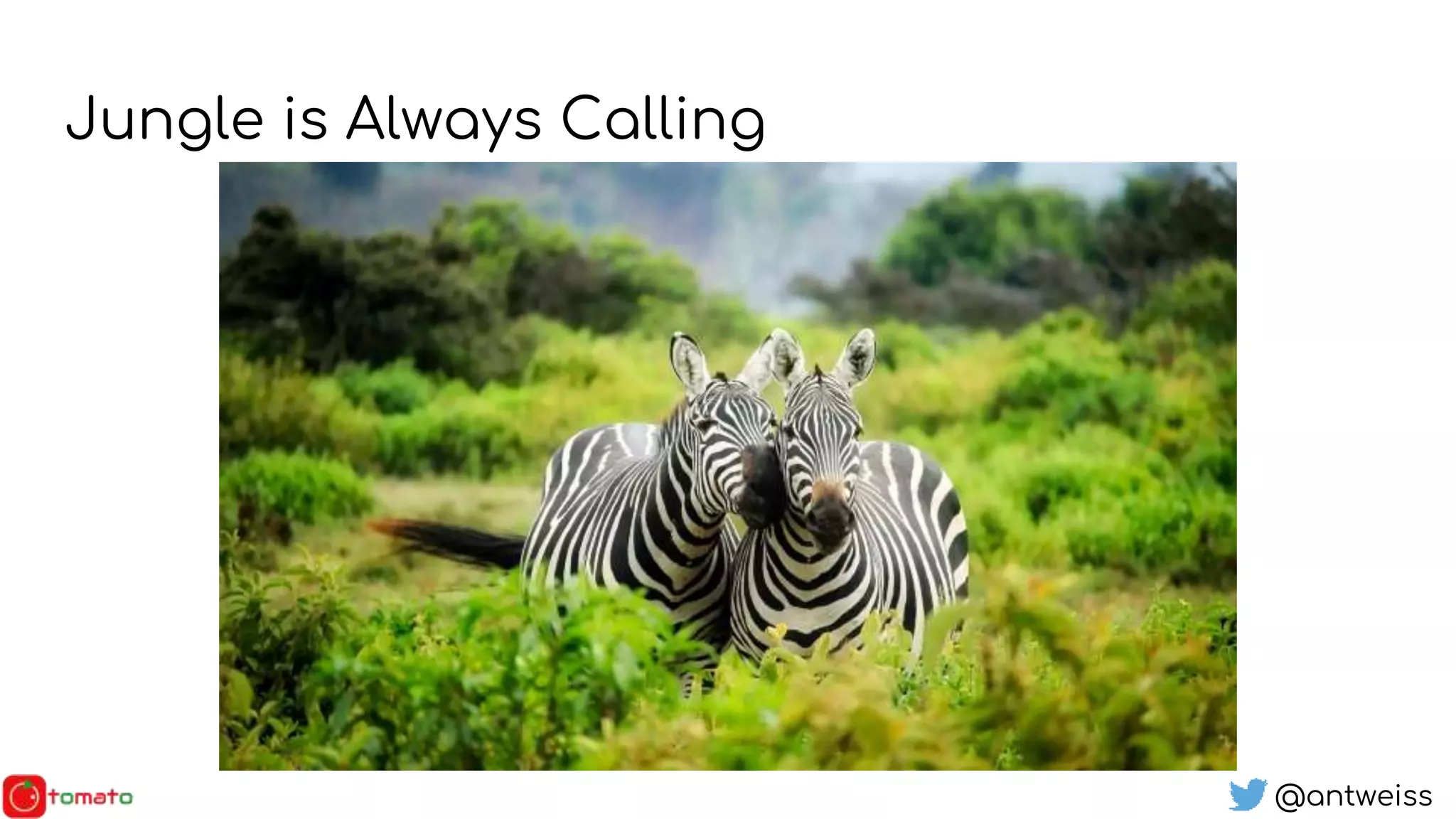 @antweiss
Jungle is Always Calling
 