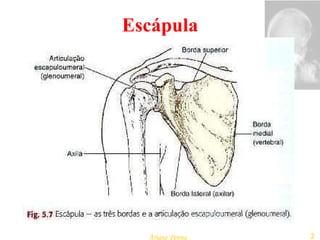 Escápula 
