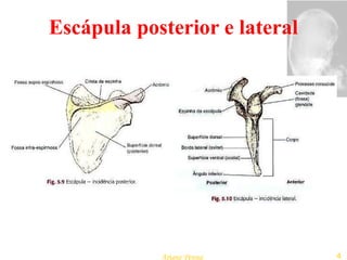 Escápula posterior e lateral 